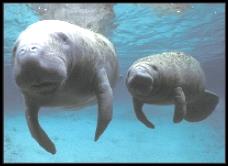 Descripci�n: http://dontmesswithtaxes.typepad.com/photos/uncategorized/manatee_and_calf_headon_takako_uno_2.jpg